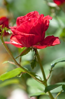 yükseldi. bir dikenli çalı veya genellikle kırmızı, pembe, sarı veya beyaz güzel kokulu çiçekler, Kuzey ılıman bölgelere yerli ayılar çalı.