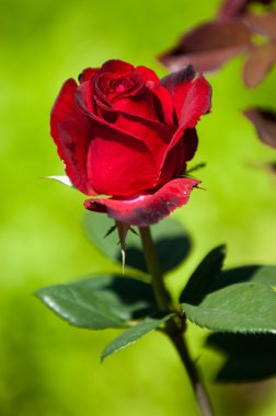 yükseldi. bir dikenli çalı veya genellikle kırmızı, pembe, sarı veya beyaz güzel kokulu çiçekler, Kuzey ılıman bölgelere yerli ayılar çalı.