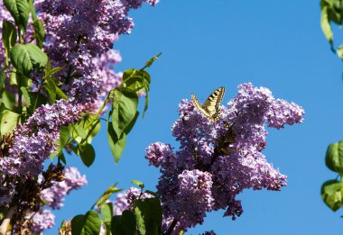Eflatun çiçekler. Parkta Swallowtail Kelebek (machaon) fotoğraf çekildi
