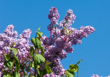 Eflatun çiçekler. Swallowtail kelebek (machaon)