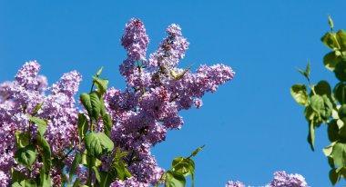 Eflatun çiçekler. Parkta Swallowtail Kelebek (machaon) fotoğraf çekildi