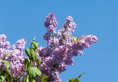 Eflatun çiçekler. Parkta Swallowtail Kelebek (machaon) fotoğraf çekildi