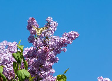Eflatun çiçekler. Parkta Swallowtail Kelebek (machaon) fotoğraf çekildi