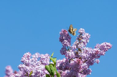 Eflatun çiçekler. Parkta Swallowtail Kelebek (machaon) fotoğraf çekildi
