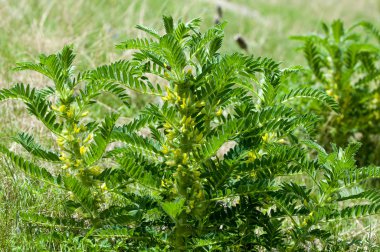 Astragalus. milkvetch. keçi-thorn. sarmaşık gibi. astragalus sieversianus. Kazakistan. Tien Shan. Trans-Ili Alatau