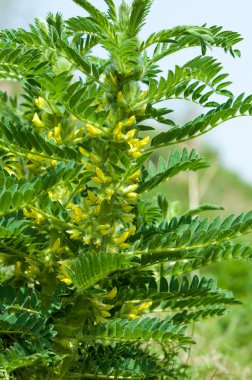 Astragalus. milkvetch. keçi-thorn. sarmaşık gibi. astragalus sieversianus. Kazakistan. Tien Shan. Trans-Ili Alatau