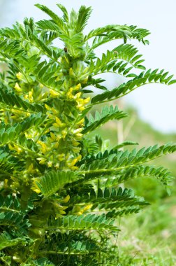 Astragalus. milkvetch. keçi-thorn. sarmaşık gibi. astragalus sieversianus. Kazakistan. Tien Shan. Trans-Ili Alatau