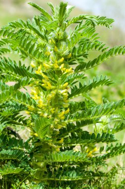 Astragalus. milkvetch. keçi-thorn. sarmaşık gibi. astragalus sieversianus. Kazakistan. Tien Shan. Trans-Ili Alatau