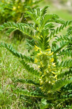 Astragalus. milkvetch. keçi-thorn. sarmaşık gibi. astragalus sieversianus. Kazakistan. Tien Shan. Trans-Ili Alatau