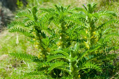 Astragalus. milkvetch. keçi-thorn. sarmaşık gibi. astragalus sieversianus. Kazakistan. Tien Shan. Trans-Ili Alatau
