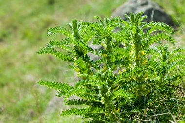 Astragalus. milkvetch. keçi-thorn. sarmaşık gibi. astragalus sieversianus. Kazakistan. Tien Shan. Trans-Ili Alatau