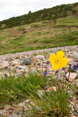 Sarı haşhaş. gösterişli çiçekler, sütlü sap ve Yuvarlak tohum kapsülleri ile otsu bir bitki. Birçok haşhaş alkoloidler içeren ve morfin ve kodein gibi ilaçlar kaynağıdır.