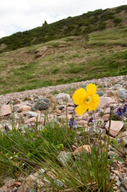 Sarı haşhaş. gösterişli çiçekler, sütlü sap ve Yuvarlak tohum kapsülleri ile otsu bir bitki. Birçok haşhaş alkoloidler içeren ve morfin ve kodein gibi ilaçlar kaynağıdır.
