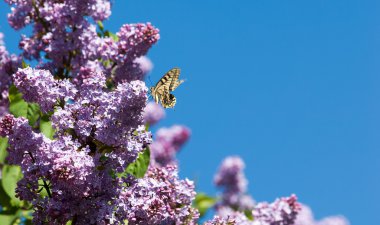 Eflatun çiçekler. Parkta Swallowtail Kelebek (machaon) fotoğraf çekildi
