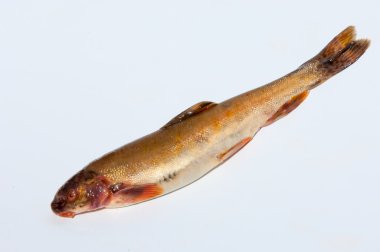 Diptychus maculatus. 