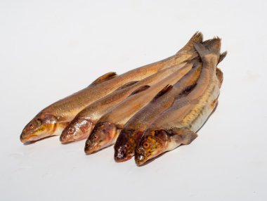 Diptychus maculatus. 