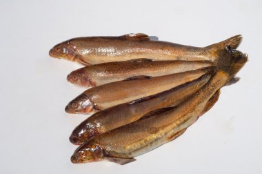 Diptychus maculatus. 