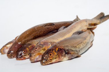 Diptychus maculatus. 