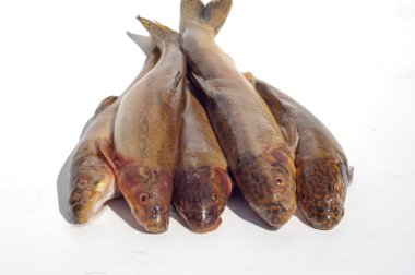 Diptychus maculatus. 