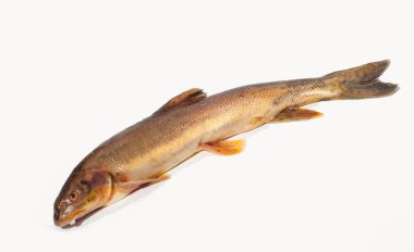 Diptychus maculatus. 