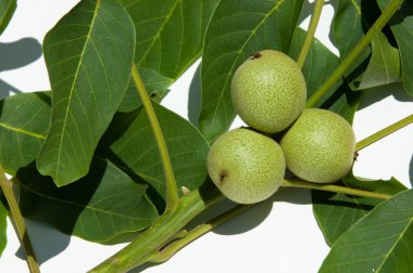 olgunlaşmamış ceviz. Ceviz