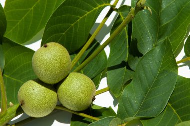 olgunlaşmamış ceviz. ceviz. İçinde studi fotoğrafı