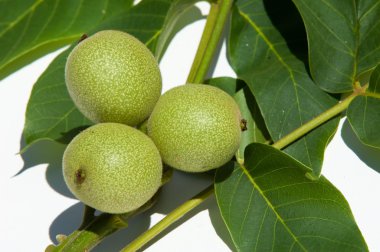 olgunlaşmamış ceviz. Ceviz