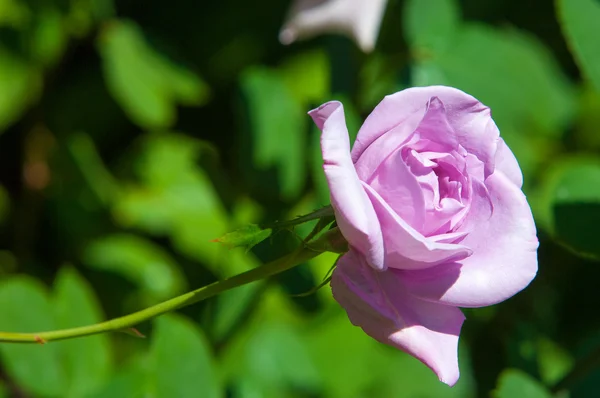 Rose Ciernisty Krzew Lub Krzew Który Zwykle Nosi Czerwone Różowe — Zdjęcie stockowe