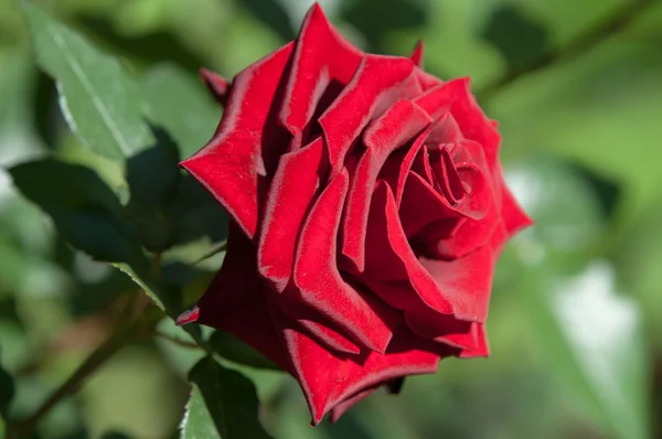 Růže Pichlavé Křoví Nebo Keř Který Nese Obvykle Červené Růžové — Stock fotografie
