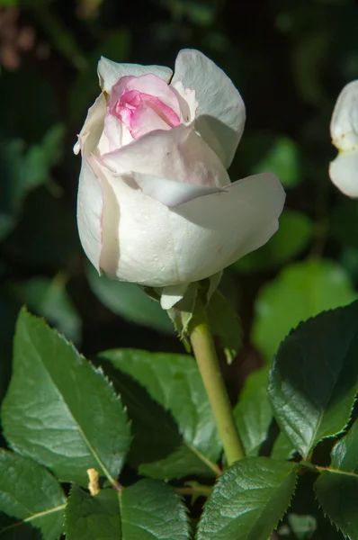 Rose Buisson Arbuste Épineux Qui Porte Typiquement Des Fleurs Rouges — Photo