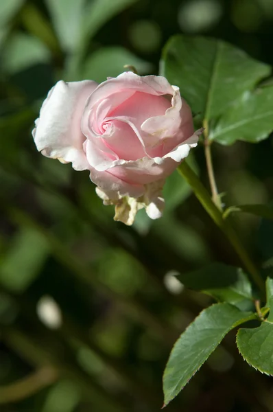 Rosa Arbusto Espinhoso Arbusto Que Tipicamente Ostenta Flores Perfumadas Vermelhas — Fotografia de Stock