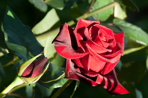Rose Arbusto Arbusto Espinoso Que Normalmente Lleva Flores Fragantes Rojas —  Fotos de Stock