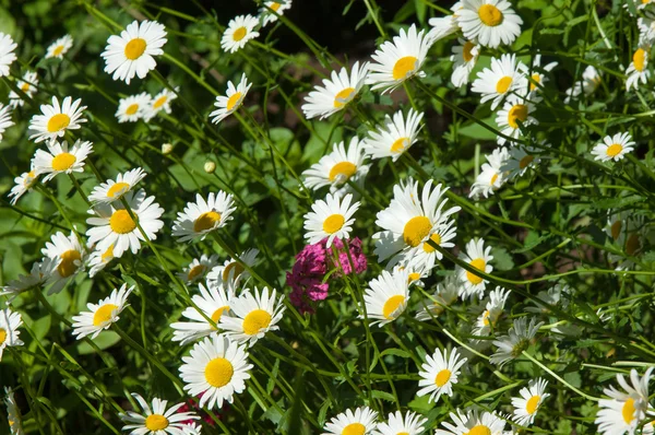 chamomile, camomile, chamomel, daisy chain, daisy wheel. an aromatic European plant of the daisy family, with white and yellow daisylike flowers.