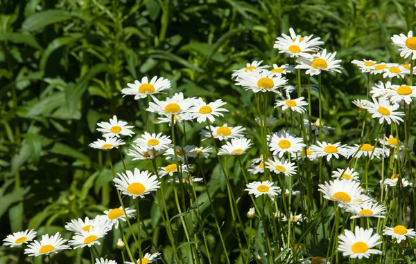 Chamomile Camomile Chamomel Daisy Chain Daisy Wheel Aromatic European Plant — Stock Photo, Image