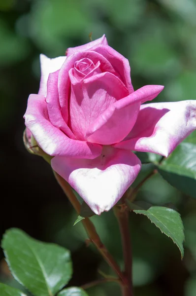 Flor rosa — Fotografia de Stock