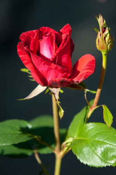 Flor rosa — Fotografia de Stock