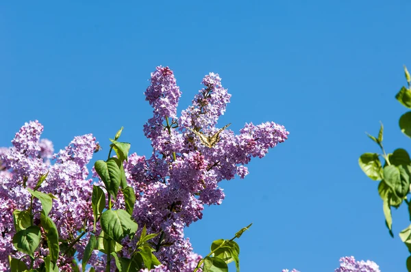 ライラック色の花 アゲハチョウ マカオン 写真は 公園で撮影されました — ストック写真