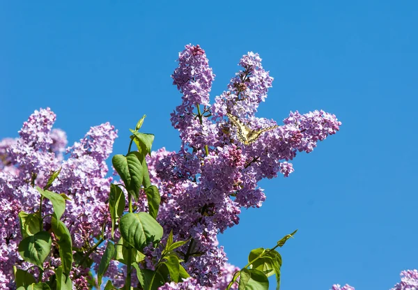 ライラック色の花 アゲハチョウ マカオン 写真は 公園で撮影されました — ストック写真