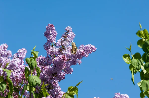 ライラック色の花 アゲハチョウ マカオン 写真は 公園で撮影されました — ストック写真