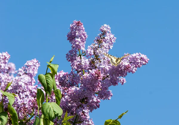 ライラック色の花 アゲハチョウ マカオン 写真は 公園で撮影されました — ストック写真