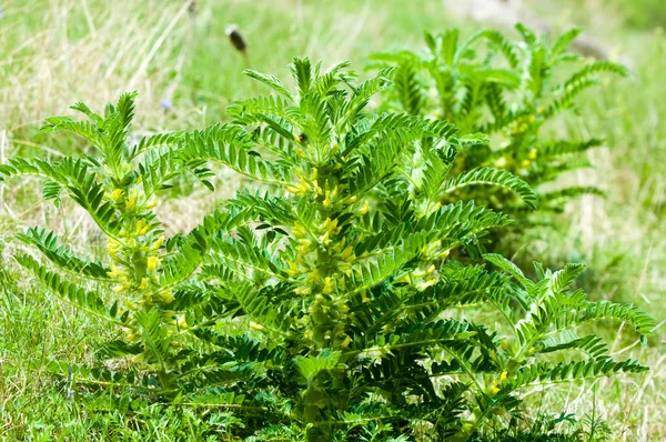 Astragalus. Milkvetch. Espinho de cabra. como uma videira. peneira astrágica — Fotografia de Stock