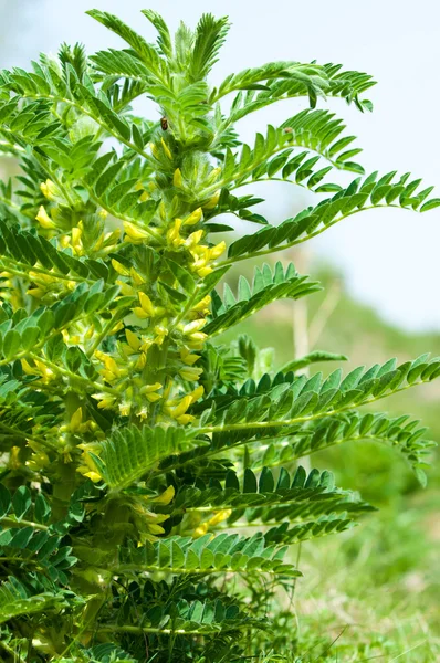 Астрагал Milkvetch Козлиная Шипа Виноград Astragalus Versianus Казахстан Тянь Шань — стоковое фото