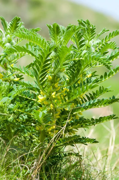 Astragalus. milkvetch. keçi-thorn. sarmaşık gibi. astragalus sieversianus. Kazakistan. Tien Shan. Trans-Ili Alatau