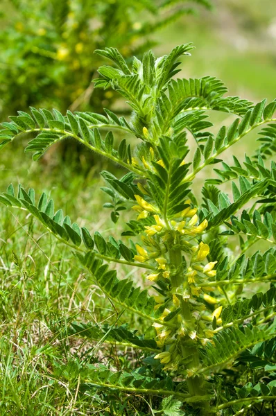 Астрагал. milkvetch. Козлиная шипа. Как виноград. astragalus deve — стоковое фото