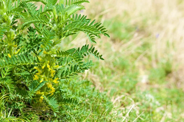 Astragalus Milkvetch Kozi Cierń Jak Winorośli Astragalus Sieversianus Kazachstan Tien — Zdjęcie stockowe