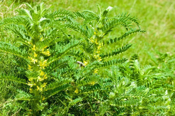 Kozinec. milkvetch. kozí-trn. vinné révy jako. Astragalus síto — Stock fotografie