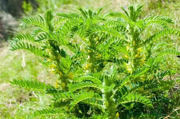 Astragalus. milkvetch. keçi-thorn. sarmaşık gibi. astragalus sieversianus. Kazakistan. Tien Shan. Trans-Ili Alatau