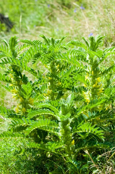 Astragalus. milkvetch. keçi-thorn. sarmaşık gibi. astragalus sieversianus. Kazakistan. Tien Shan. Trans-Ili Alatau