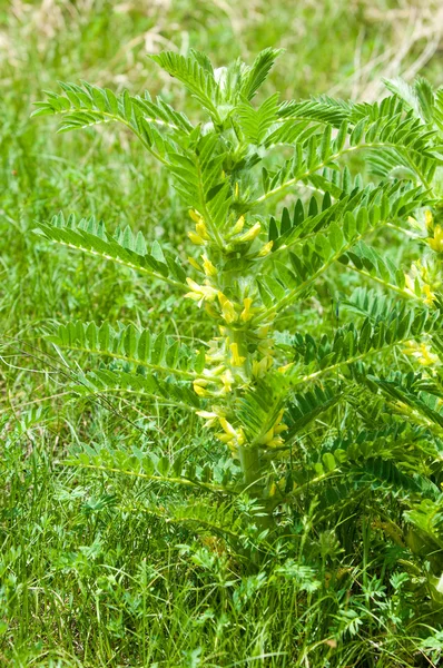 Astragalus Milkvetch Espinho Cabra Como Uma Videira Astrágalo Sieversiano Cazaquistão — Fotografia de Stock