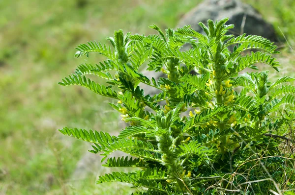 Астрагал Milkvetch Козлиная Шипа Виноград Astragalus Versianus Казахстан Тянь Шань — стоковое фото